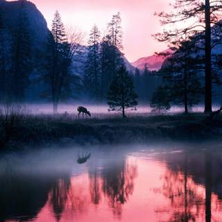 Yosemite National Park HD wallpaper