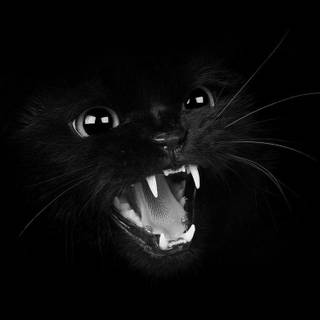 Angry cat wallpaper