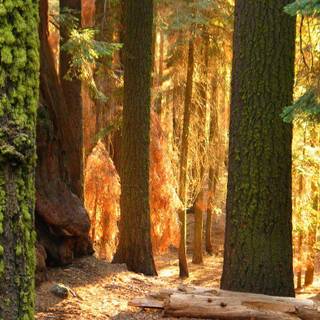 General Grant Grove wallpaper