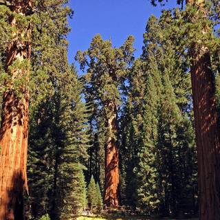 General Grant Grove wallpaper