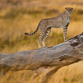 Serengeti National Park wallpaper