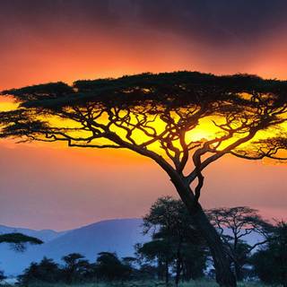 Serengeti National Park wallpaper