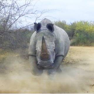 Kruger National Park wallpaper