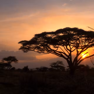 Serengeti National Park wallpaper