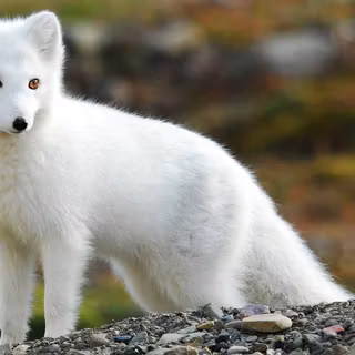 Arctic fox wallpaper