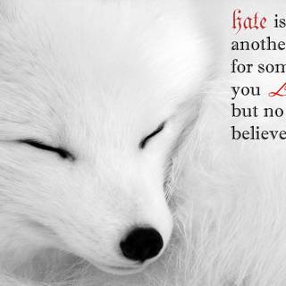 Arctic fox wallpaper