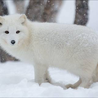 Arctic fox wallpaper