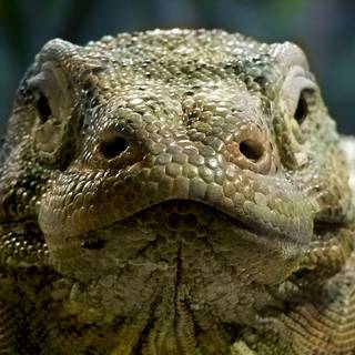 Komodo National Park wallpaper