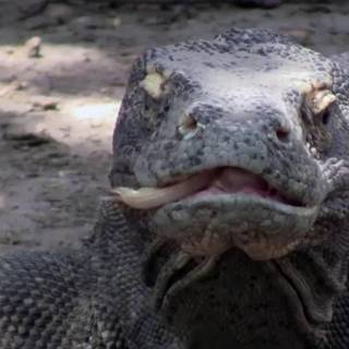 Komodo National Park wallpaper