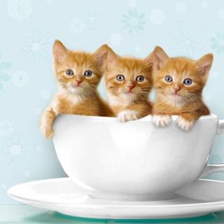 Cute pets wallpaper