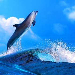 Dolphin Tale wallpaper