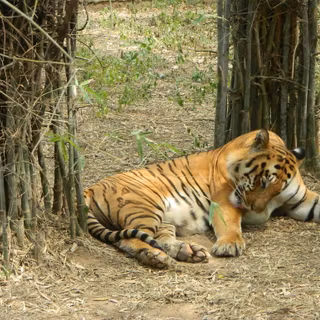 Bannerghatta National Park wallpaper