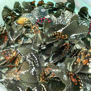 Bannerghatta National Park wallpaper