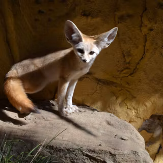Fennec fox wallpaper