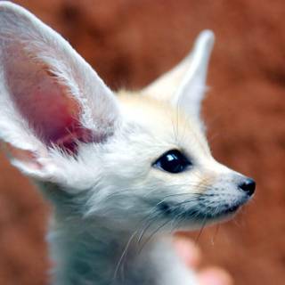 Fennec fox wallpaper