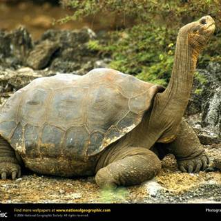 Galápagos National Park wallpaper