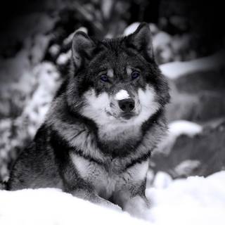 Wolf wallpaper