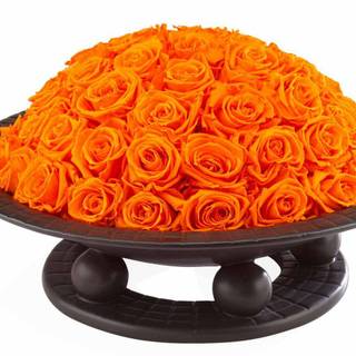 Orange rose wallpaper