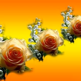 Orange roses wallpaper