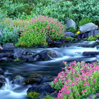 Beautiful wallpaper of nature for mobile