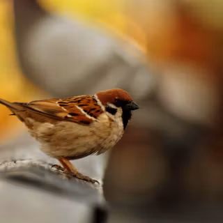 Santabanta HD wallpaper