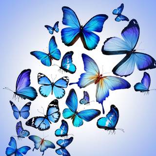Beautiful wallpaper of butterflies