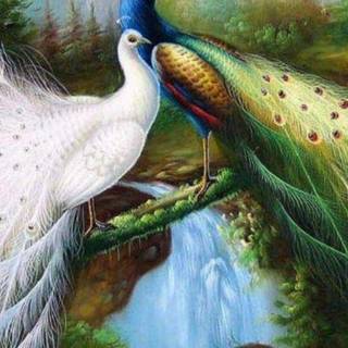 Beautiful wallpaper of love birds