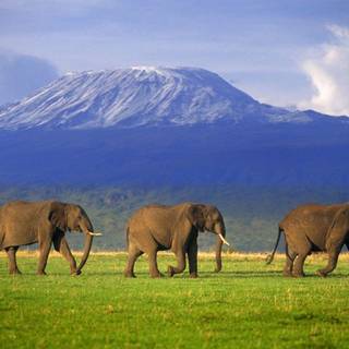 Kilimanjaro wallpaper