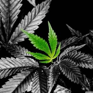 Weed wallpaper HD