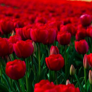 Flowers wallpaper desktop background full screen