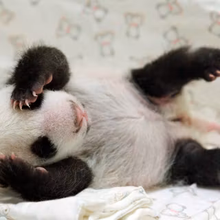 Cute baby panda wallpaper