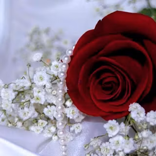 Wallpaper HD nature flower rose