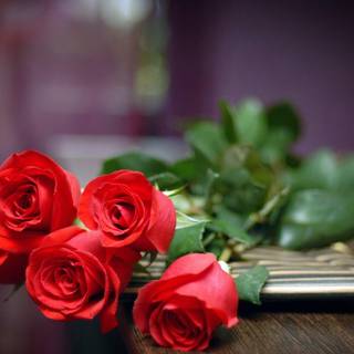 Wallpaper HD nature flower rose