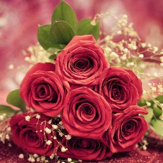 Wallpaper HD nature flower rose