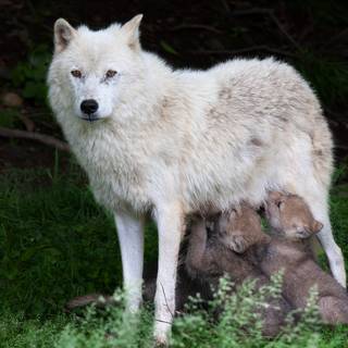 Wolf puppies wallpaper