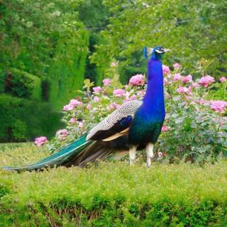 Most beautiful wallpaper for mobile