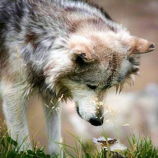 Michelle Wolf wallpaper