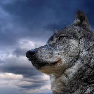 Michelle Wolf wallpaper