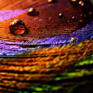 HD peacock feather wallpaper