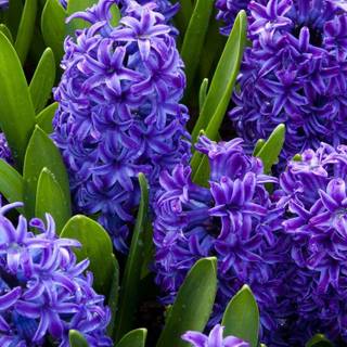 Hyacinth flower wallpaper