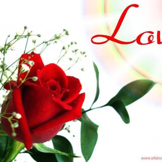 Love rose image wallpaper