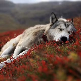Wallpaper wolf
