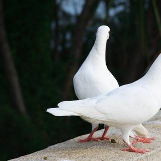 New nature wallpaper love