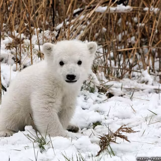 Cute baby animals wallpaper