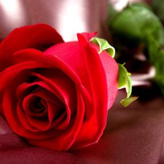Red rose love wallpaper HD