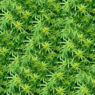 Weed backgrounds