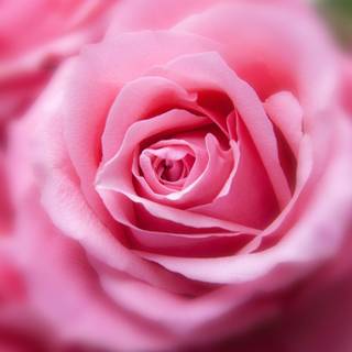 Colorful rose wallpaper