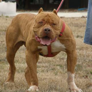 Pitbull wallpaper HD