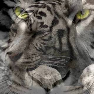 Gambar wallpaper macan 3d