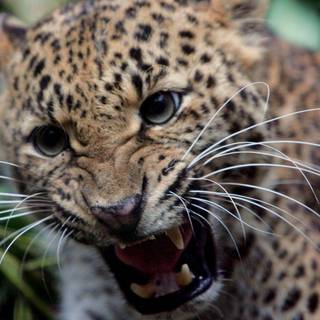 Gambar wallpaper macan 3d